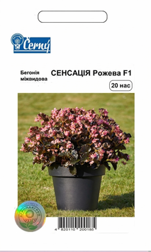 Семена цветов Бегония Сенсация, розовая, Cerny, Чехия, 20 шт.