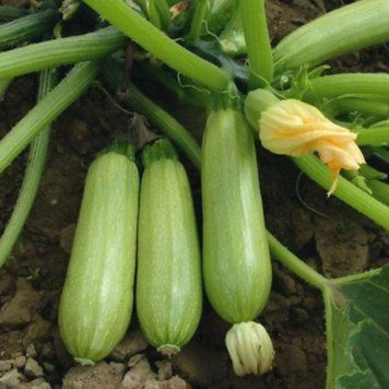 Насіння кабачка Іскандер F1, Seminis, Нідерланди, 500 шт.