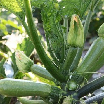 Насіння кабачка Корделія, Syngenta, Нідерланди, 5 шт.
