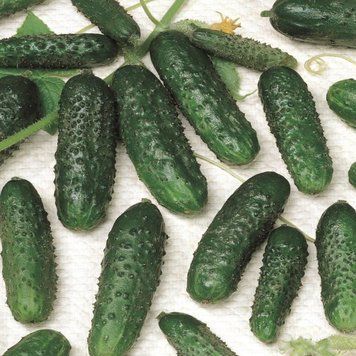 Семена огурца Маша F1, Seminis, Нидерланды, 250 шт.
