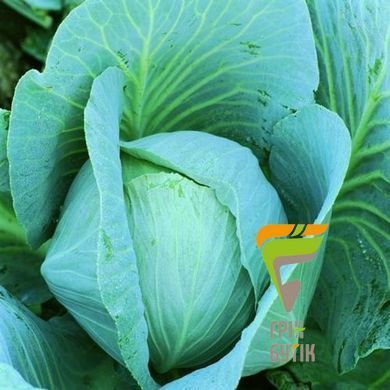 Насіння капусти білоголова Новатор, Syngenta, Нідерланди, 2500 шт.