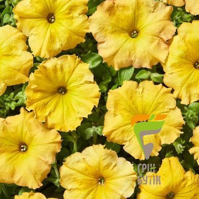 Петунія Лавина Жовтий Каприз 20 нас