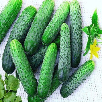 Семена огурца Меренга F1, Seminis, Нидерланды, 10 шт.