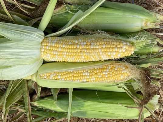 Купити Насіння кукурудзи цукрової Біколор БСС 1075 F1 , Syngenta