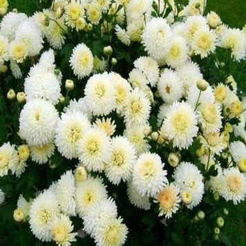 Семена цветов Хризантема Снежный шар, белый, Legutko, Польша, 0.05 г.
