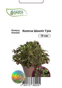 Семена цветов Колеус Колоча Шоклін Грін, Cerny, Чехия, 10 шт.