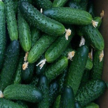 Семена огурца Мирабелл F1, Seminis, Нидерланды, 10 шт.