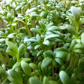 Семена крес салата Данский, Moravoseed, Чехия, 1 г.