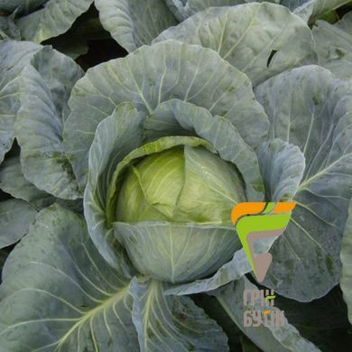 Семена капусты белокочанная Адаптор F1, Syngenta, Нидерланды, 2500 шт.