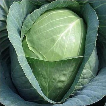 Семена капусты белокочанная Куизор, Syngenta, Нидерланды, 20 шт.