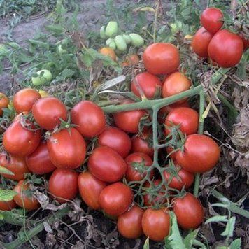 Семена томата Астерикс F1, среднеспелый, Syngenta, Нидерланды, 20 шт.