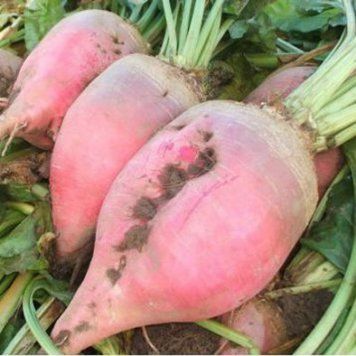 Семена свеклы кормовой Рекорд Поли, MHR, Польша, 500 г.
