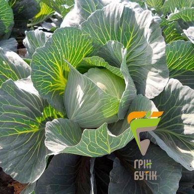 Насіння капусти білоголова Аммон F1, Seminis, Нідерланди, 2500 шт.