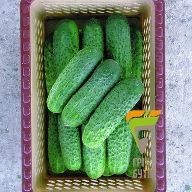 Семена огурца Надежда F1, Seminis, Нидерланды, 1000 шт.