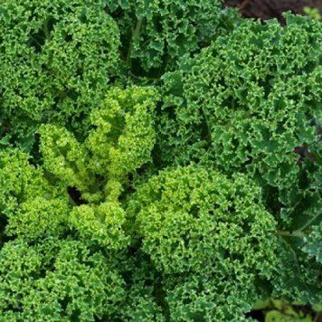 Семена капусты листовая Капрал, Moravoseed, Чехия, 1 гр.