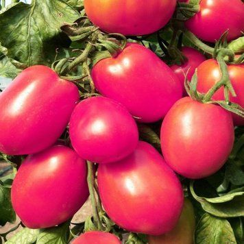 Семена томата Де-барао розовый, позднеспелый, Україна, 0.2 г.