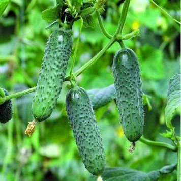Семена огурца Мадита F1, Seminis, Нидерланды, 10 шт.