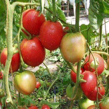 Семена томата Малиновый звон, среднеспелый, Україна, 0.2 г.
