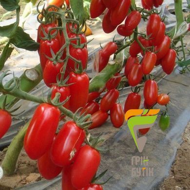 Семена томата Инкас F1, ранний, Nunhems, Нидерланды, 1000 шт.