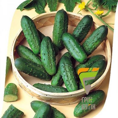 Насіння огірка Наташа F1, Seminis, Нідерланди, 1000 шт.