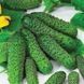 Семена огурца Пасалимо F1, Syngenta, Нидерланды, 500 шт.