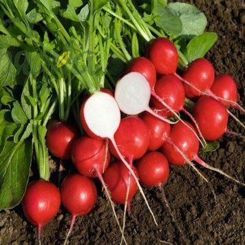 Семена редиса Донар F1, Syngenta, Нидерланды, 10000 шт.
