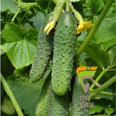 Насіння огірка СВ 4097 ЦВ F1, Seminis, Нідерланди, 1000 шт.
