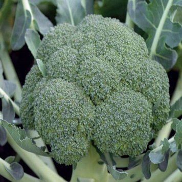 Семена капусты брокколи Монако F1, Syngenta, Нидерланды, 1000 шт.