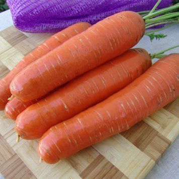 Семена моркови Бєрлика F1, Moravoseed, Чехия, 1 г.