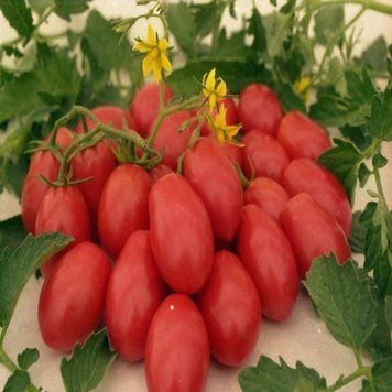 Семена томата Кмициц , ранний, Україна, 0.2 г.