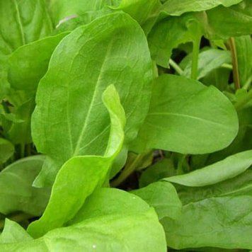 Насіння щавель Бельвільський, Moravoseed, Чехія, 20 г.