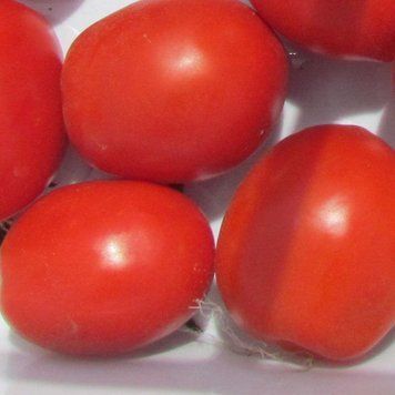 Насіння томата Ред Скай, Nunhems, Нідерланди, 1000 шт.