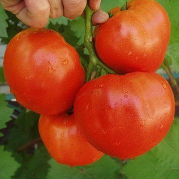 Семена томата Альянс F1, среднеранний, Clause, Франция, 10 шт.
