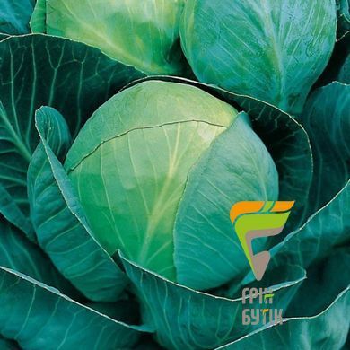 Семена капусты белокочанная Глория, Syngenta, Нидерланды, 20 шт.