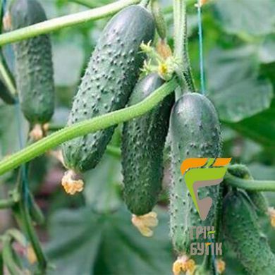 Семена огурца Балкан F1 (Balkan), Syngenta, Нидерланды, 500 шт.