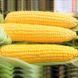 Семена кукурузы Оверленд F1, Syngenta, Нидерланды, 50 г.