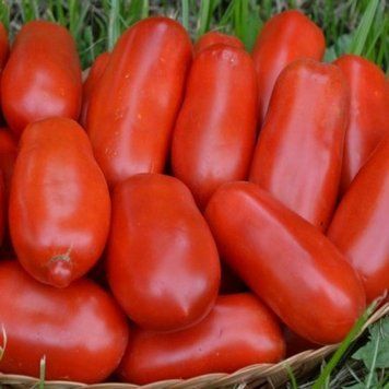 Семена томата Марцано Нано, среднеспелый, Україна, 0.2 г.