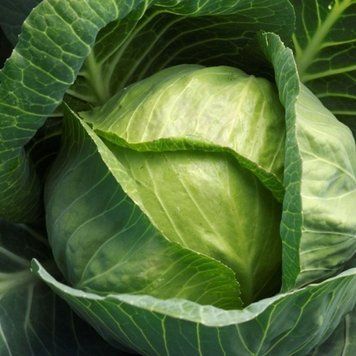 Семена капусты белокочанная Кевин, Syngenta, Нидерланды, 20 шт.