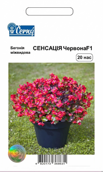 Семена цветов Бегония Сенсация, красная, Cerny, Чехия, 20 шт.