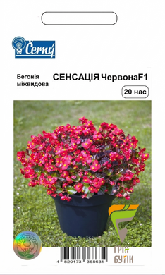 Семена цветов Бегония Сенсация, красная, Cerny, Чехия, 20 шт.