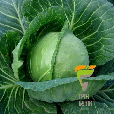 Семена капусты белокочанная Мирор F1, Syngenta, Нидерланды, 2500 шт.