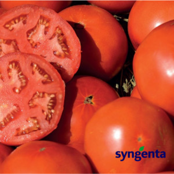 Семена томата Сагатан F1, ранний, Syngenta, Нидерланды, 1000 шт.