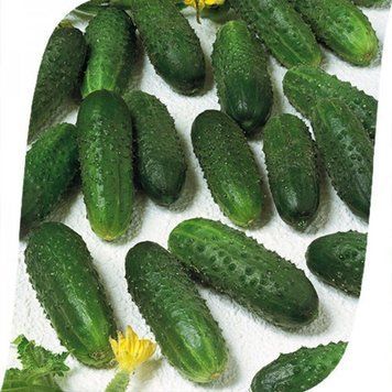 Семена огурца Маринда F1, Seminis, Нидерланды, 10 шт.