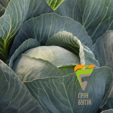 Семена капусты белокочанная Лексикон, Syngenta, Нидерланды, 2500 шт.