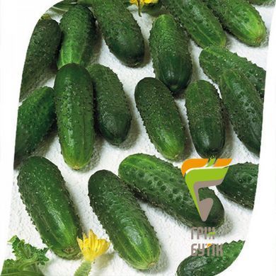 Семена огурца Маринда F1, Seminis, Нидерланды, 1000 шт.