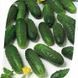 Семена огурца Маринда F1, Seminis, Нидерланды, 1000 шт.